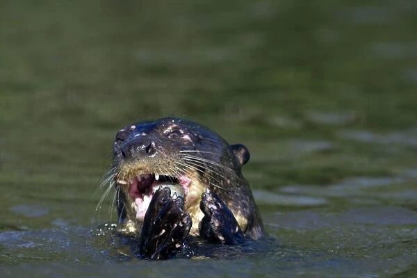 Giant Otter - Eating fish - Pantanal - Brazil
