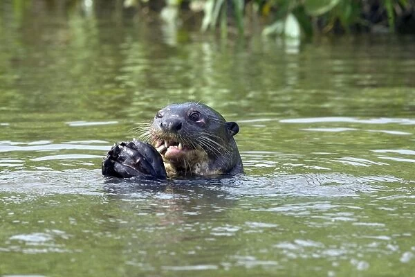 Giant Otter - Eating fish - Pantanal - Brazil