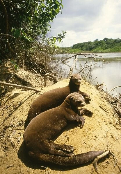 Giant Otter Guyana, South America