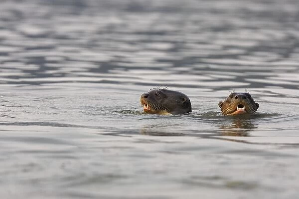 Giant Otter - in Lake Sandoval Amazon Peru