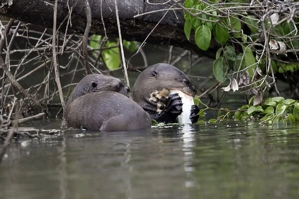 Giant Otter Lake Sandoval Amazon, Peru