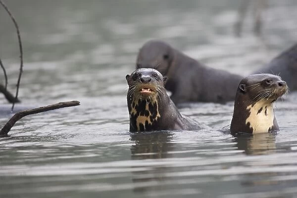 Giant Otter Lake Sandoval Amazon Peru