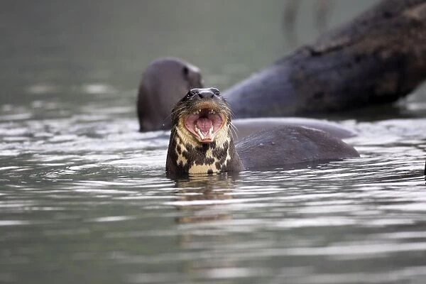 Giant Otter Lake Sandoval Amazon Peru