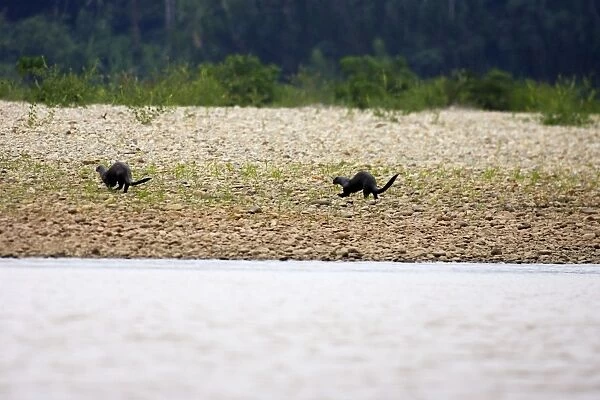 Giant Otter Madre de Dios river Amazon Peru