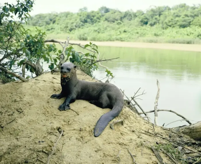 Framed Print : Giant Otter - on river bank - Guyana, South America Framed Print : Giant Otter - on river bank - Guyana, South America