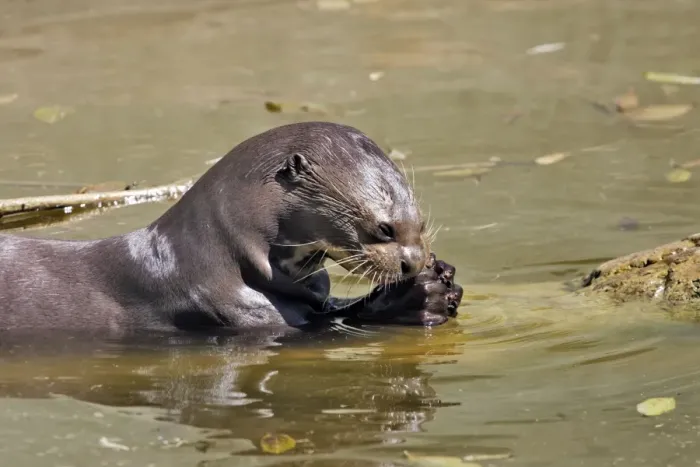 Framed Print : Giant Otter. Venezuela Framed Print : Giant Otter. Venezuela