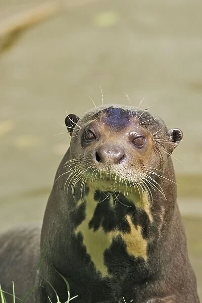 Giant Otter. Venezuela