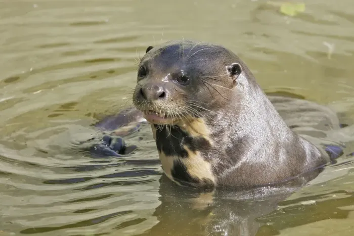 Framed Print : Giant Otter. Venezuela Framed Print : Giant Otter. Venezuela
