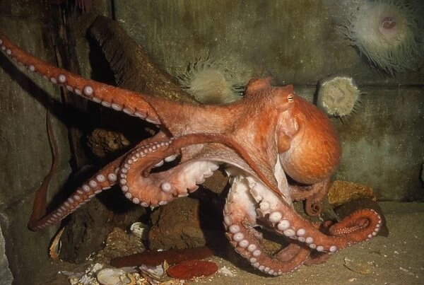 Giant Pacific Octopus - Alsaka to California - formerly: Octopus apollyon Manipulation note: removed photographer & flash from glass reflection