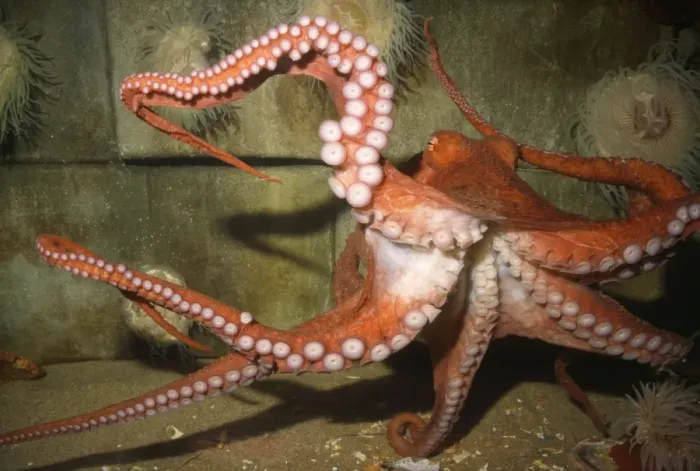 Framed Print : Giant Pacific Octopus - Alsaka to California - formerly: Octopus apollyon Framed Print : Giant Pacific Octopus - Alsaka to California - formerly: Octopus apollyon