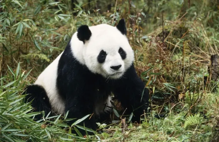 Framed Print : Giant Panda Framed Print : Giant Panda