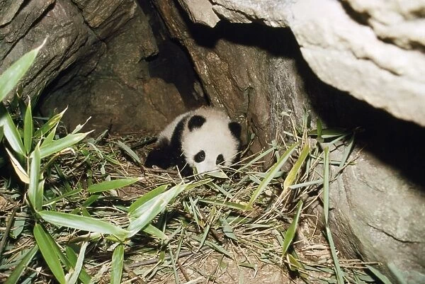 Giant Panda - 4 month old baby in den Qinling mountains, Shaanxi, China