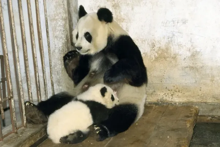 Framed Print : Giant Panda - adult with young suckling Framed Print : Giant Panda - adult with young suckling