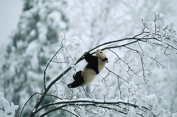 Giant Panda AW 5295 Juvenile up tree in snow. Qinling Mountains, Shaanxi, China. Ailuropoda melanoleuca © Adrian Warren  /  ardea. com