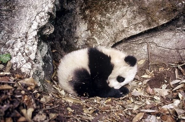 Giant Panda AW 5365 Baby - 4 months. Qinling Mountains, Shaanxi, China. Ailuropoda melanoleuca © Adrian Warren  /  ardea. com
