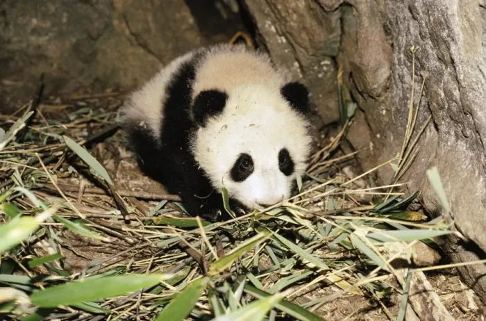 Framed Print : Giant Panda AW 5374 Juvenile in den, aged 4 months, Qinling Mountains, Shaanxi, China. Ailuropoda melanoleuca © Adrian Warren / ardea. com Framed Print : Giant Panda AW 5374 Juvenile in den, aged 4 months, Qinling Mountains, Shaanxi, China. Ailuropoda melanoleuca © Adrian Warren / ardea. com