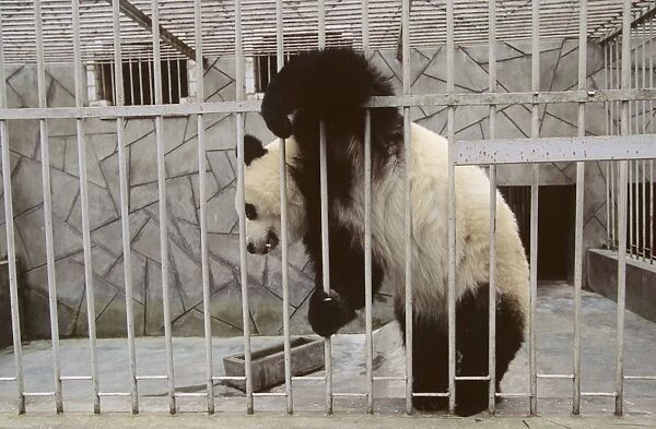 Giant Panda - In cage - Wolong Reserve - Sichuan - China JPF36925