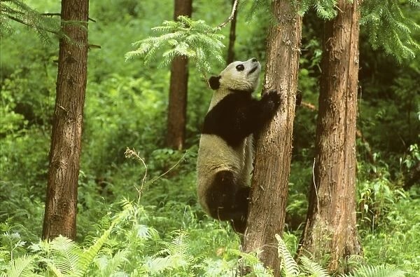 Giant Panda - Climbing tree - Wolong Reserve - Sichuan - China JPF36404