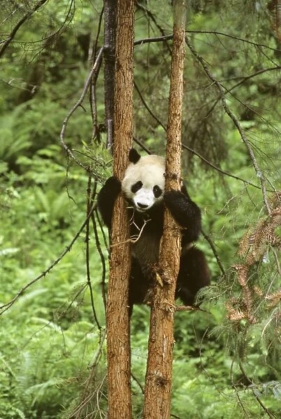 Giant Panda - Climbing tree - Wolong Reserve - Sichuan - China JPF36783