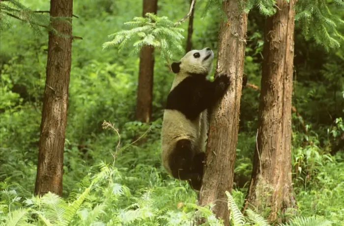 Framed Print : Giant Panda - Climbing tree - Wolong Reserve - Sichuan - China JPF36404 Framed Print : Giant Panda - Climbing tree - Wolong Reserve - Sichuan - China JPF36404