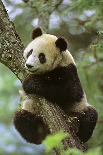 Giant Panda - Clinging onto tree - Wolong Reserve - Sichuan - China JPF36797