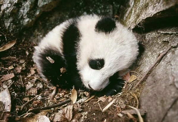 Giant Panda - cub in den. Quiling Mountains, China