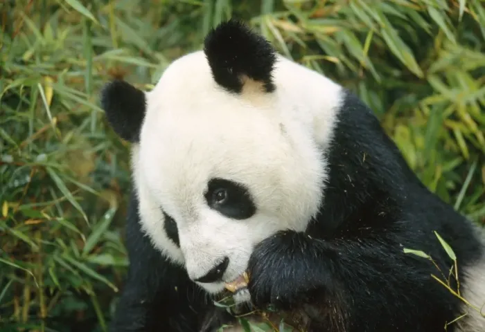 Framed Print : Giant Panda - eating Framed Print : Giant Panda - eating