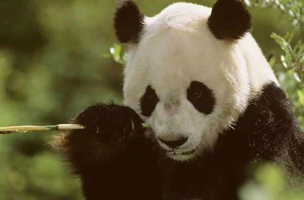 Giant Panda - Eating bamboo (Arrow bamboo Gelidocalamus fangianus) - Wolong Reserve - Sichuan - China JPF36732