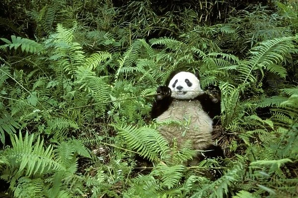 Giant Panda - Feeding on bamboo (Arrow bamboo Gelidocalamus fangianus) - Wolong Reserve - Sichuan - China JPF36709