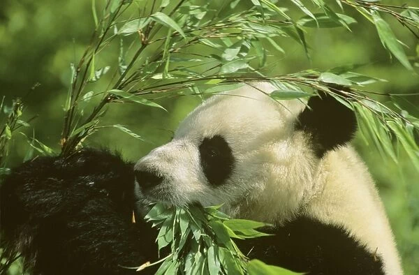 Giant Panda - Feeding on bamboo - Wolong Reserve - Sichuan - China JPF36812