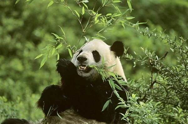 Giant Panda - Feeding on bamboo - Wolong Reserve - Sichuan - China JPF36811