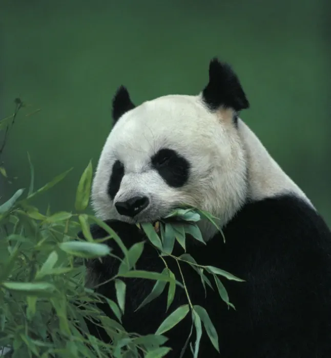 Framed Print : Giant Panda - Feeding - Native to the central Chinese provinces of Dansu-Shensi and Szechwan - Found in montane forests with dense stands of bamboo - Endangered species