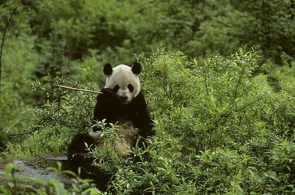 Giant Panda - Feeding - Wolong Reserve - Sichuan - China JPF36658