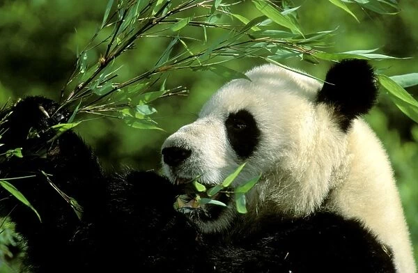 Giant Panda - Feeding - Wolong Reserve - Sichuan - China JPF36417