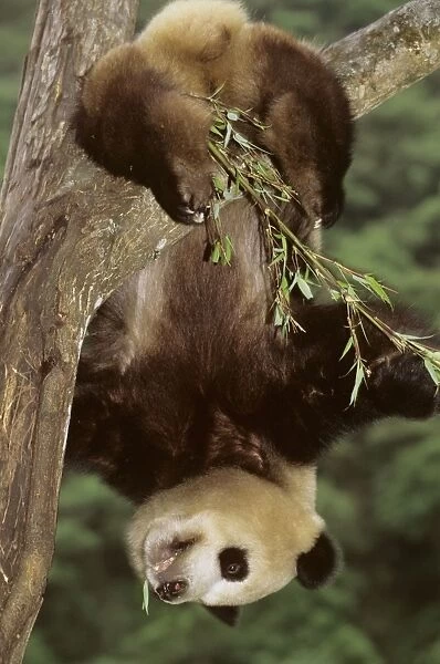 Giant Panda - Hanging upside down in tree - Wolong Reserve - Sichuan - China JPF36924