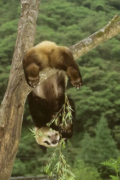 Giant Panda - Hanging upside down in tree - Wolong Reserve - Sichuan - China JPF36923