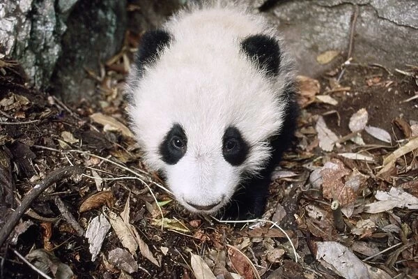 Giant Panda - juvenile in den - 4 months old - Qinling Mountains - Shaanxi China
