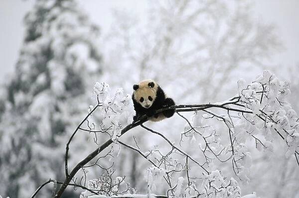 Giant Panda - Juvenile. Qinling Mountains, Shaanxi, China