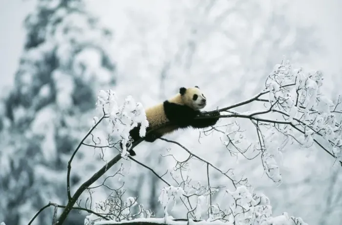 Framed Print : Giant Panda Juvenile up tree in snow. © Adrian Warren / ARDEA LONDON Framed Print : Giant Panda Juvenile up tree in snow. © Adrian Warren / ARDEA LONDON