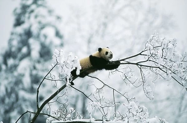 Giant Panda Juvenile up tree in snow. © Adrian Warren  /  ARDEA LONDON