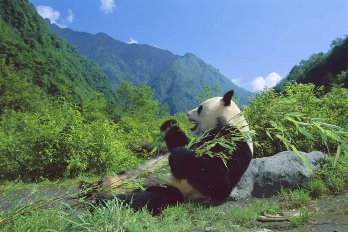 Framed Print : Giant Panda - Lying back feeding with mountains in background - Wolong Reserve - Sichuan - China JPF36393 Framed Print : Giant Panda - Lying back feeding with mountains in background - Wolong Reserve - Sichuan - China JPF36393