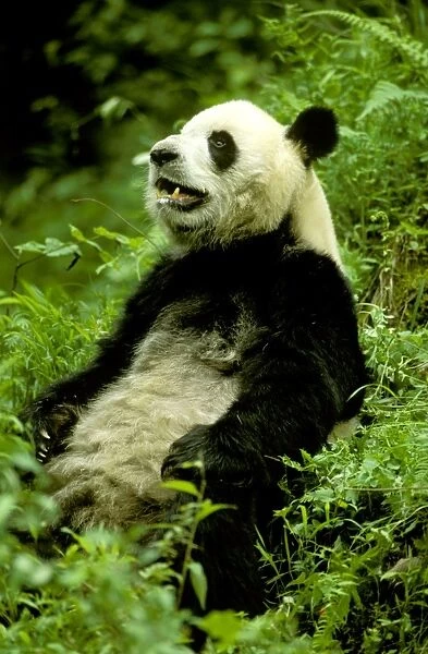Giant Panda - Lying back in vegetation - Wolong Reserve - Sichuan - China JPF36610