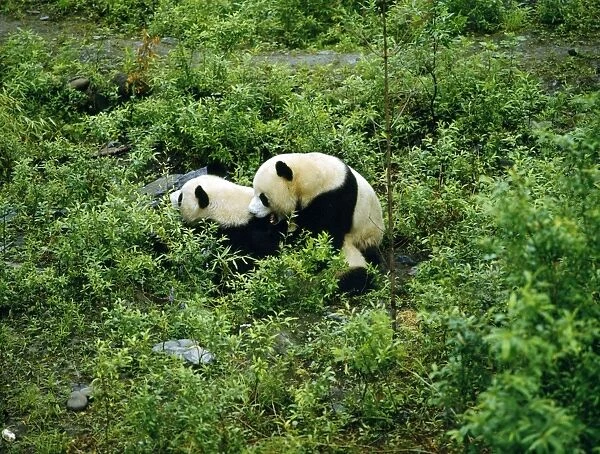 Giant Panda - mating attempt - Sichuan - China
