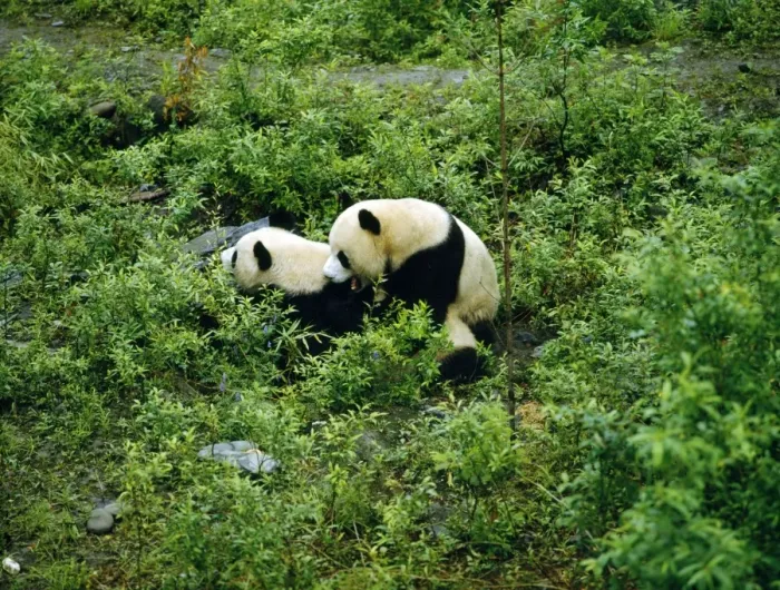 Framed Print : Giant Panda - mating attempt - Sichuan - China Framed Print : Giant Panda - mating attempt - Sichuan - China
