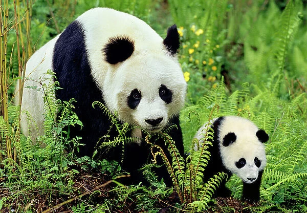 Giant Panda - Mother and Young Cub - Wolong Nature Reserve - Qionglai Mountains - China 4MA764P