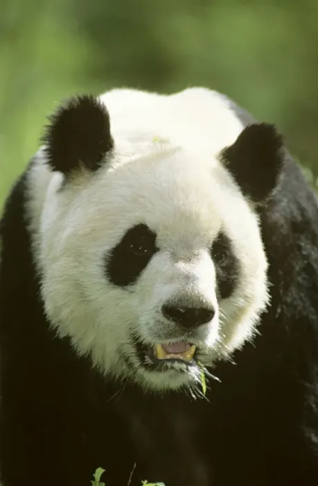 Framed Print : Giant Panda - Portrait - Wolong Reserve - Sichuan - China JPF36733 Framed Print : Giant Panda - Portrait - Wolong Reserve - Sichuan - China JPF36733
