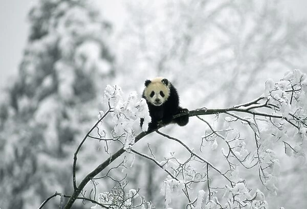 Giant Panda - Qinling mountains Shaanxi China
