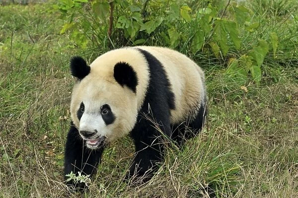 Giant Panda Qinling Panda (Ailuropoda melanoleuca qinlingen #9860809