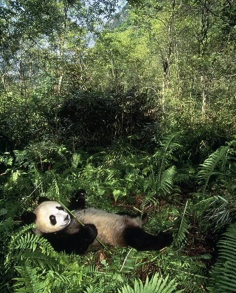 Giant Panda - Sichuan China