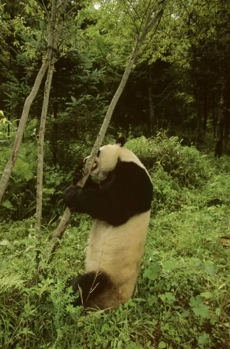 Framed Print : Giant Panda - Standing at foot of small tree - Wolong Reserve - Sichuan - China JPF36818 Framed Print : Giant Panda - Standing at foot of small tree - Wolong Reserve - Sichuan - China JPF36818